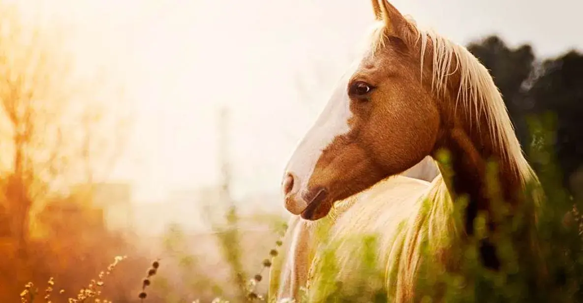 Horseback Riding from Siena