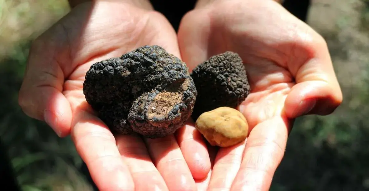 San Gimignano: Tuscany Truffle Hunting with Wine and Lunch